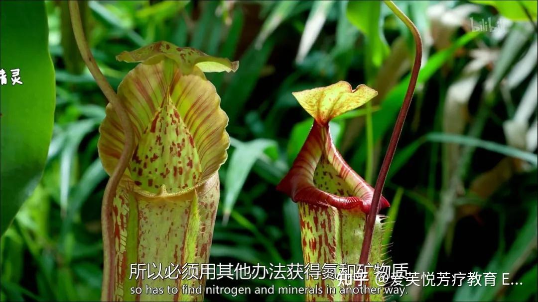 4部芳香植物纪录片│看完相当于去了100个植物园