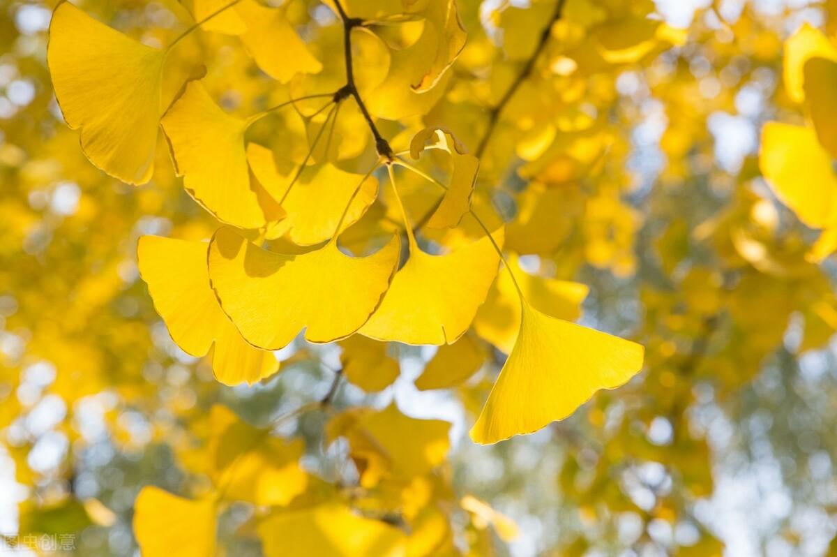 银杏,美在树叶黄