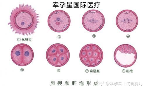 干货！干货！试管婴儿胚胎的分级标准 - 知乎