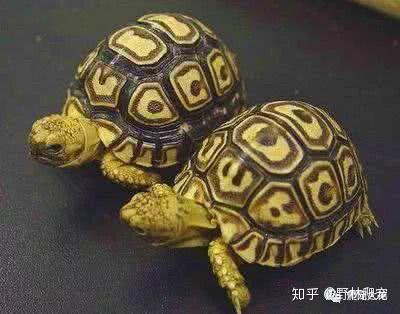 豹纹陆龟应如何饲养 豹龟怎么养 Urpimp网 豹纹陆龟应如何饲养 豹龟怎么养 Urpimp网