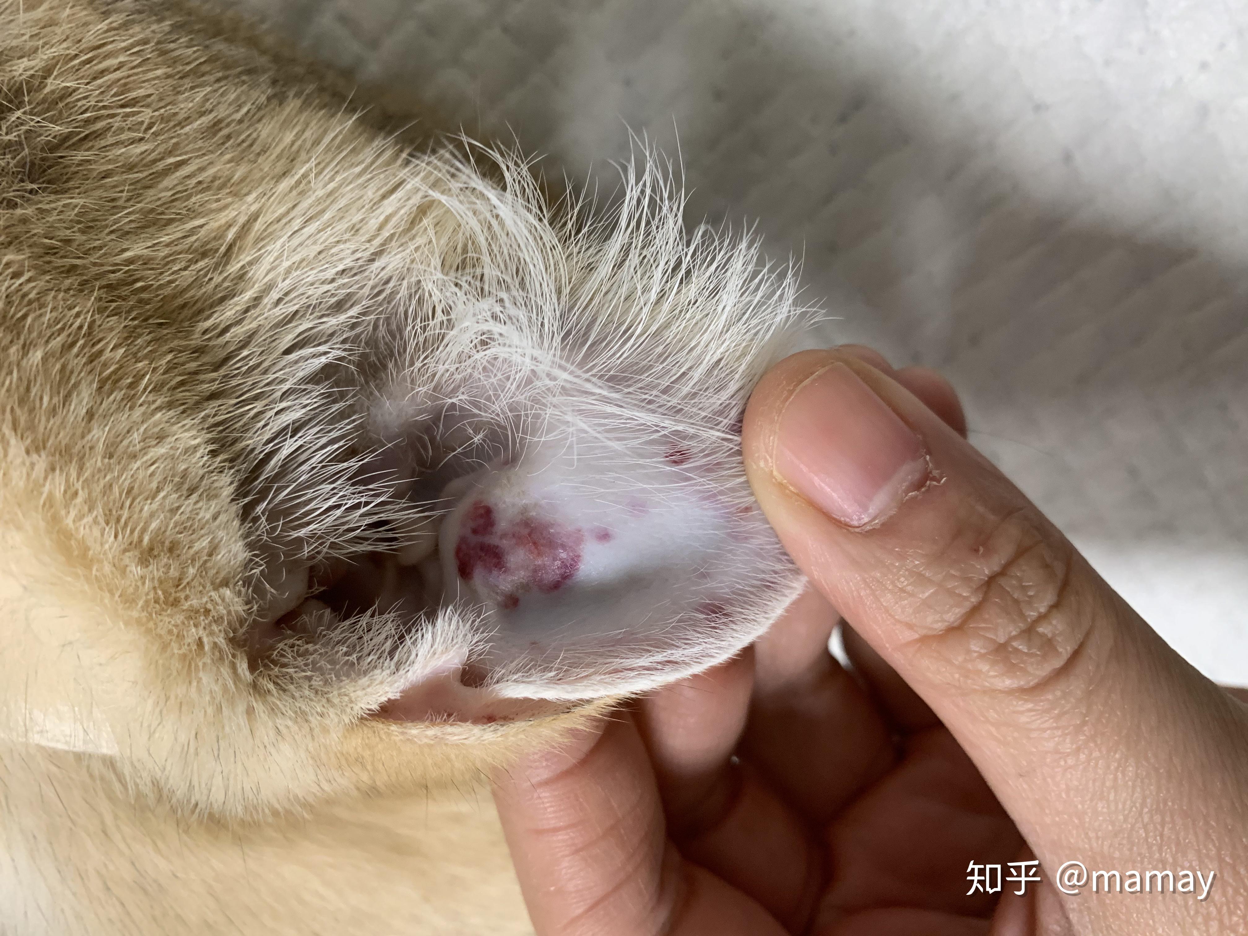 我家猫得了急性白血病血小板为0