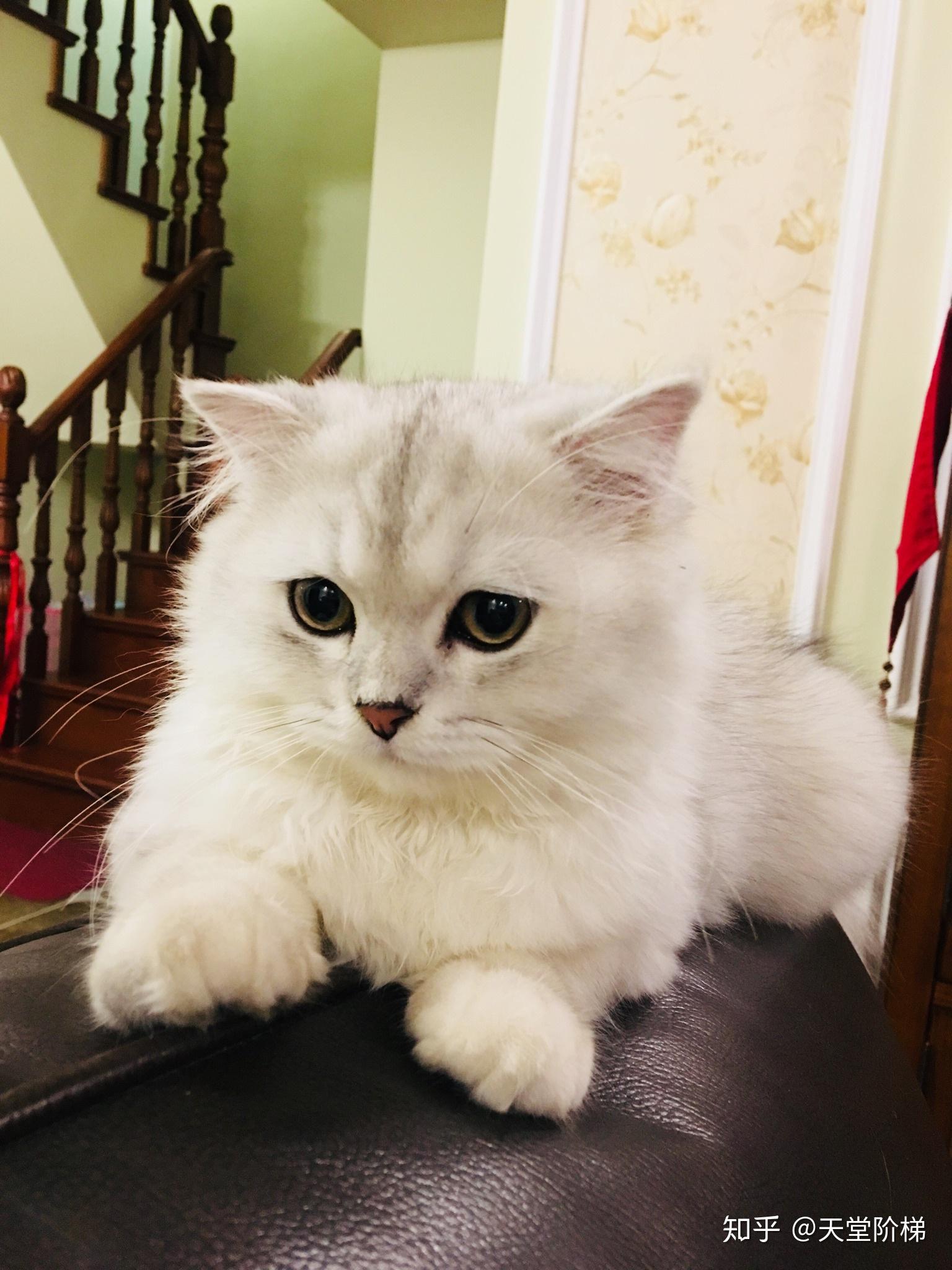 白手套猫咪 品种图片