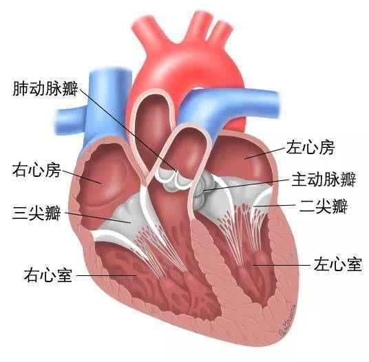 心脏外观各结构名称图片