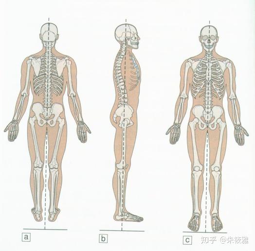 体态评估你的姿势需要矫正吗