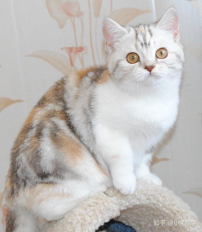 英短毛色大全集(双色 · 三花) - 知乎