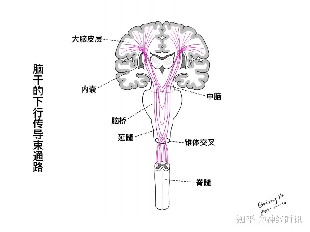 的下行传导束通路,锥体束在脑干部位的走形,脑干与后循环动脉的关系