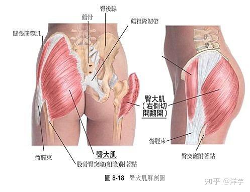 臀大肌 解剖 原理 诊断与物理治疗 知乎