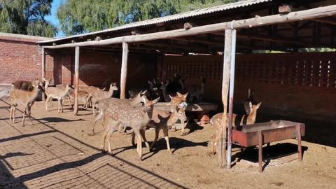 鹿九州鹿业 知乎