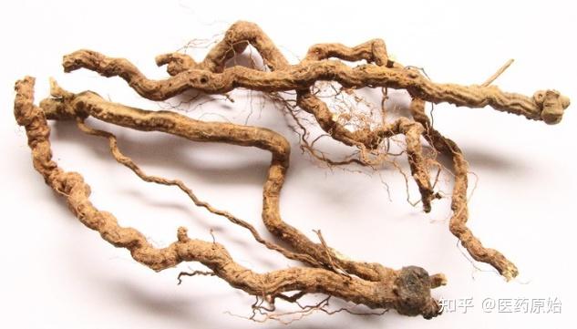 表面灰褐色至黑褐色,稍粗糙,有扭曲的纵沟纹,横向皮孔和支根痕,弯曲