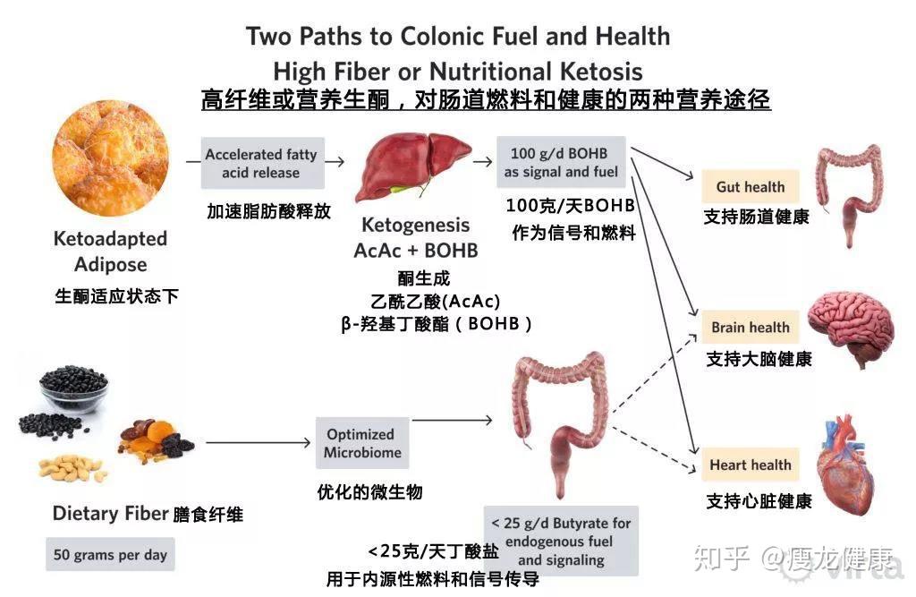 什么是膳食纤维膳食纤维有什么坏处