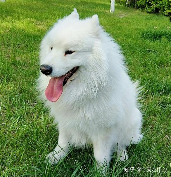 最"忘恩负义"的5种狗,给点吃的,就跟人跑了!