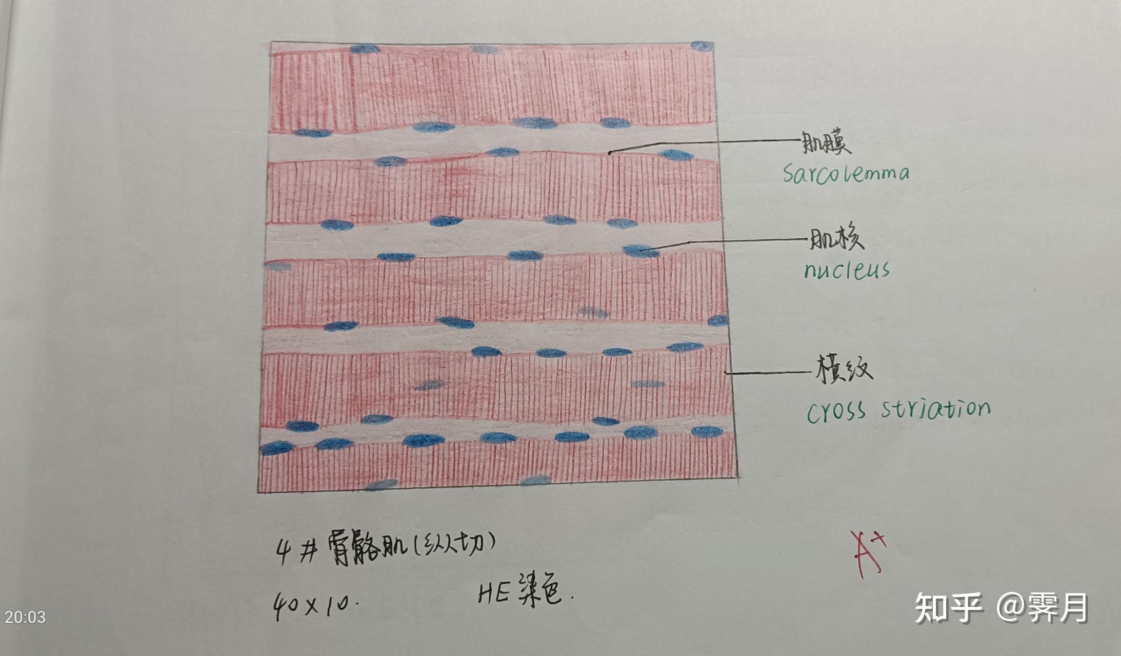组胚红蓝铅笔绘图组织结构 