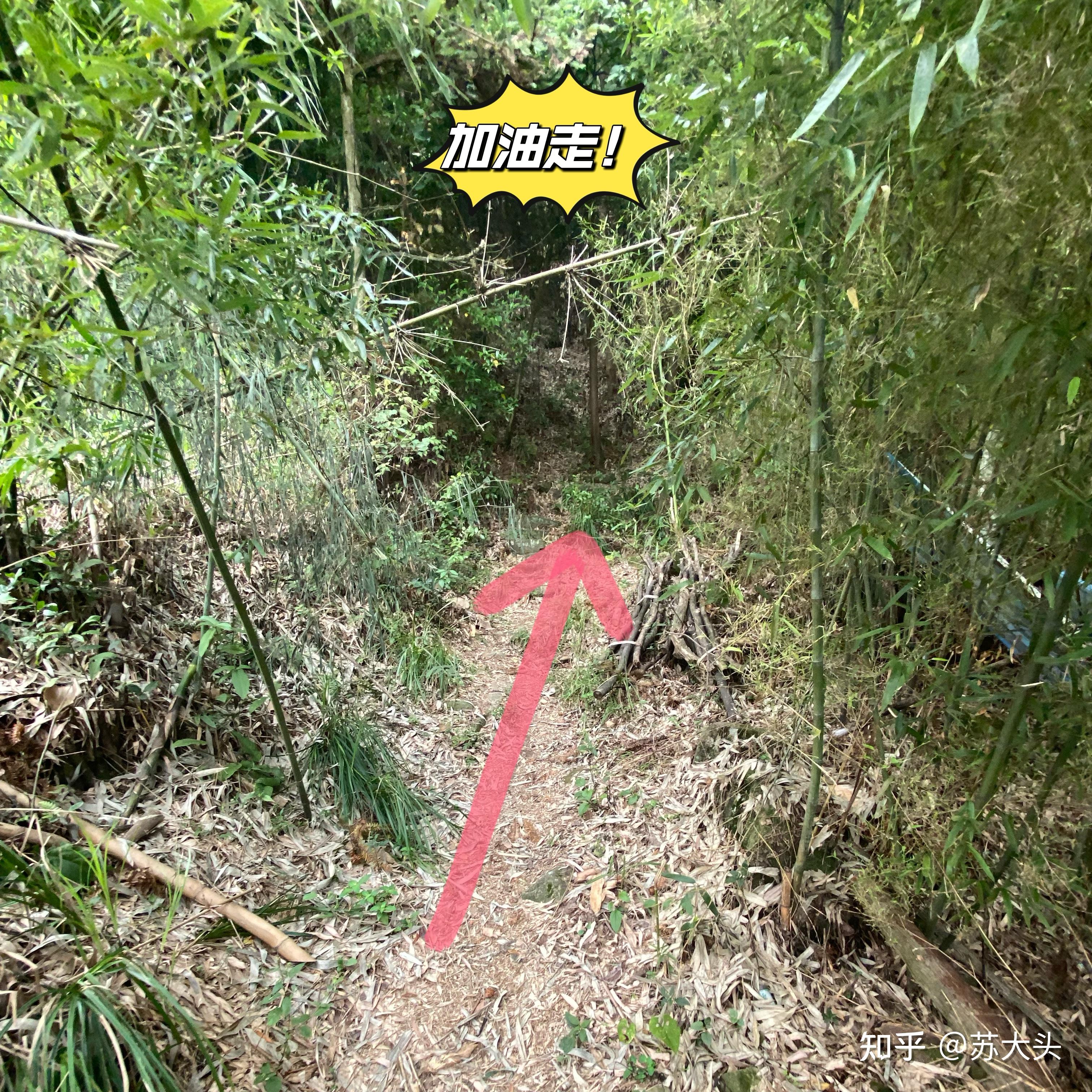 重庆徒步爬山圣地：缙云山免门票上山详细路线指引 - 知乎