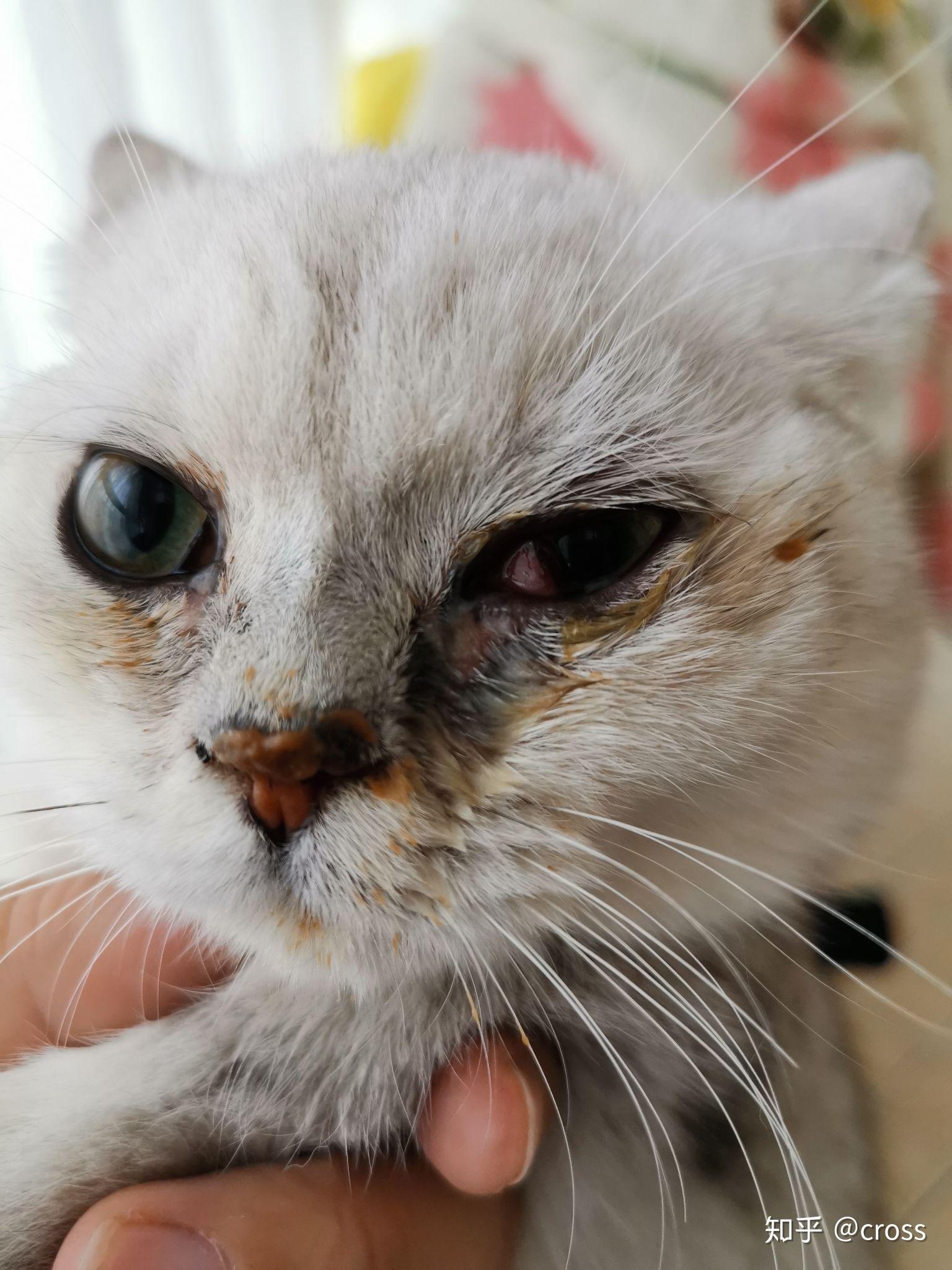 请问这是猫的眼病么
