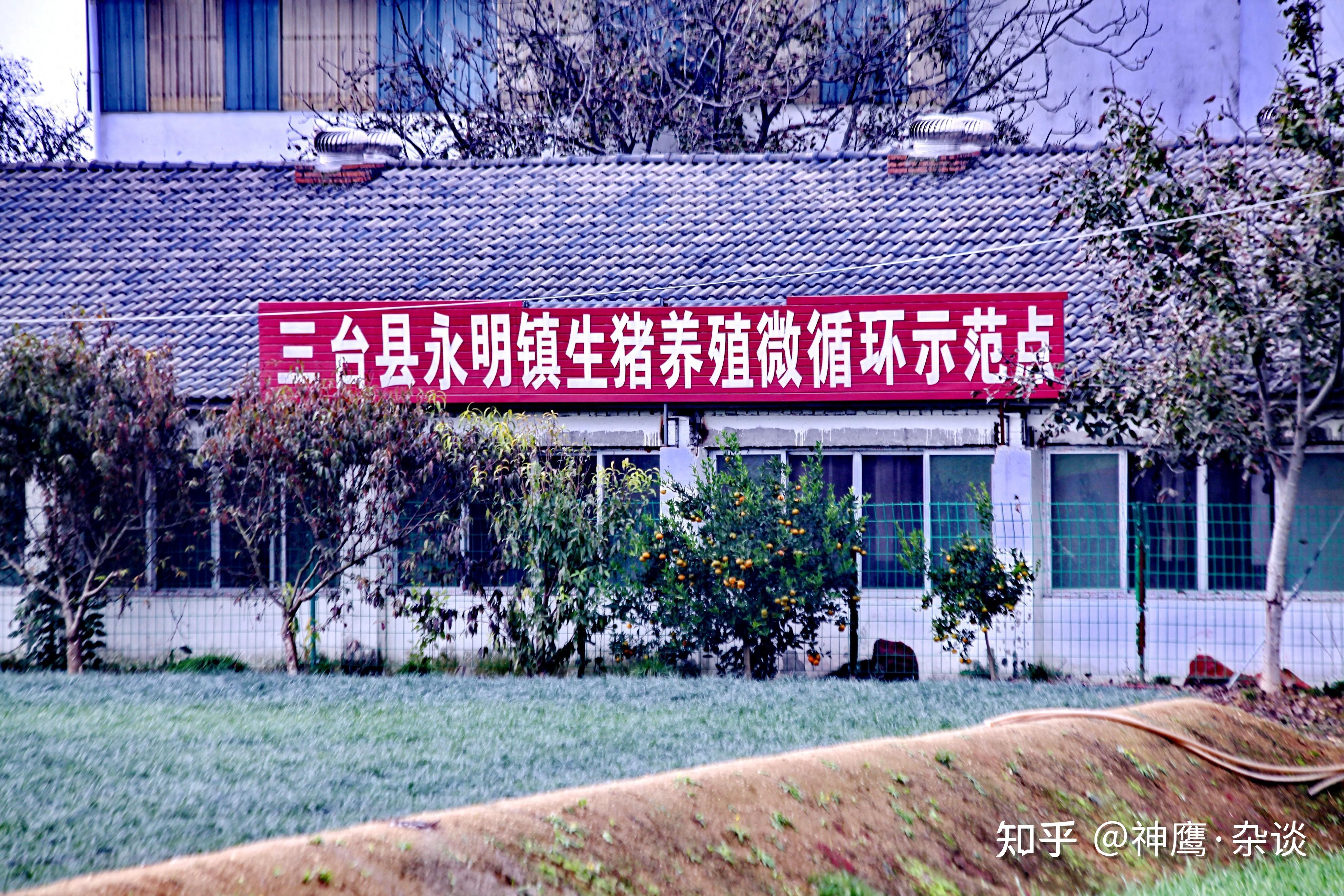 四川三台永明镇生态猪产业链增收致富有奔头