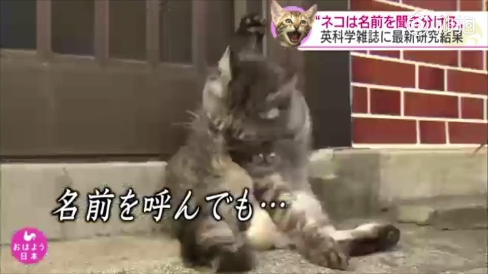 猫听得懂人叫它名字吗 知乎