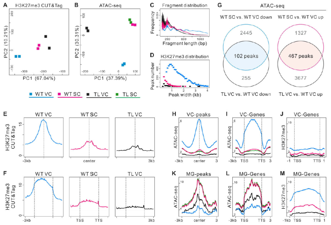CUT&Tag与ATACseq联手，解析表观遗传机制 知乎