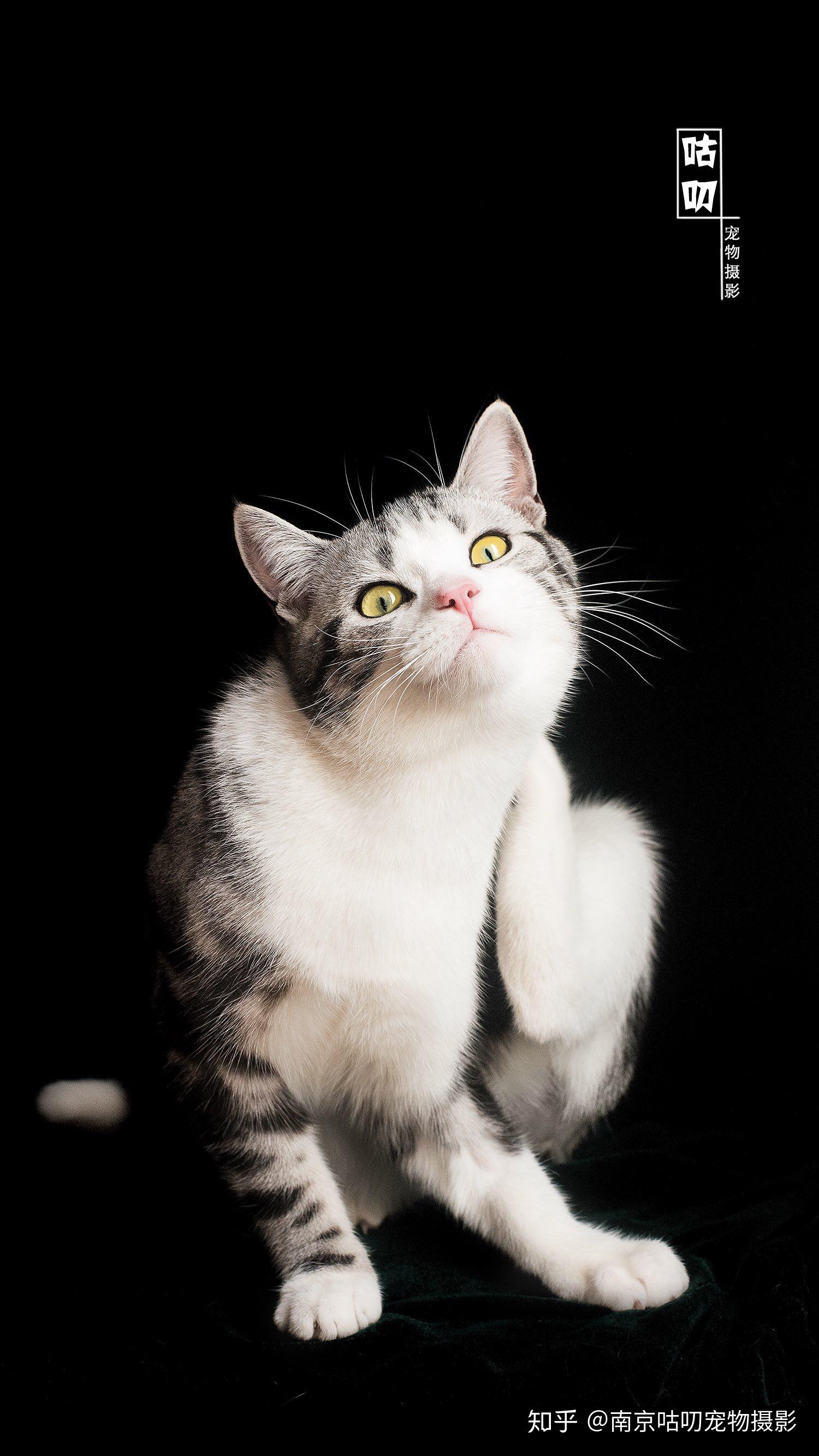 猫咪写真美短 南京宠物摄影 南京宠物写真 南京咕叨宠物摄影