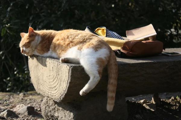 那些年在日本撸过的猫 知乎