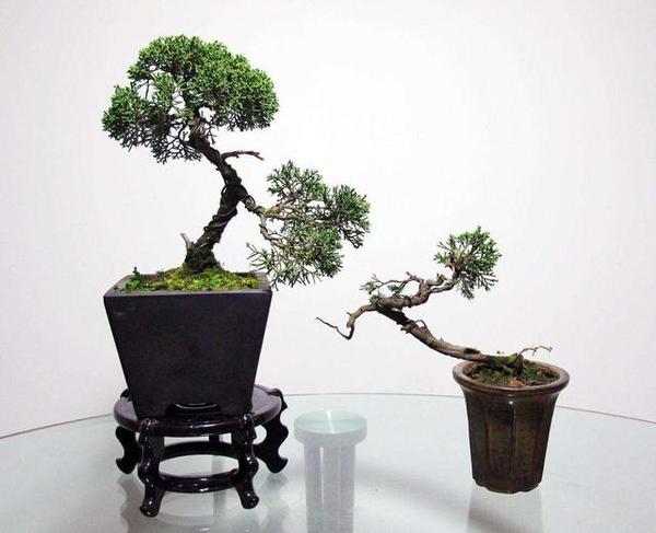 浅谈盆栽艺术的前世今生 知乎