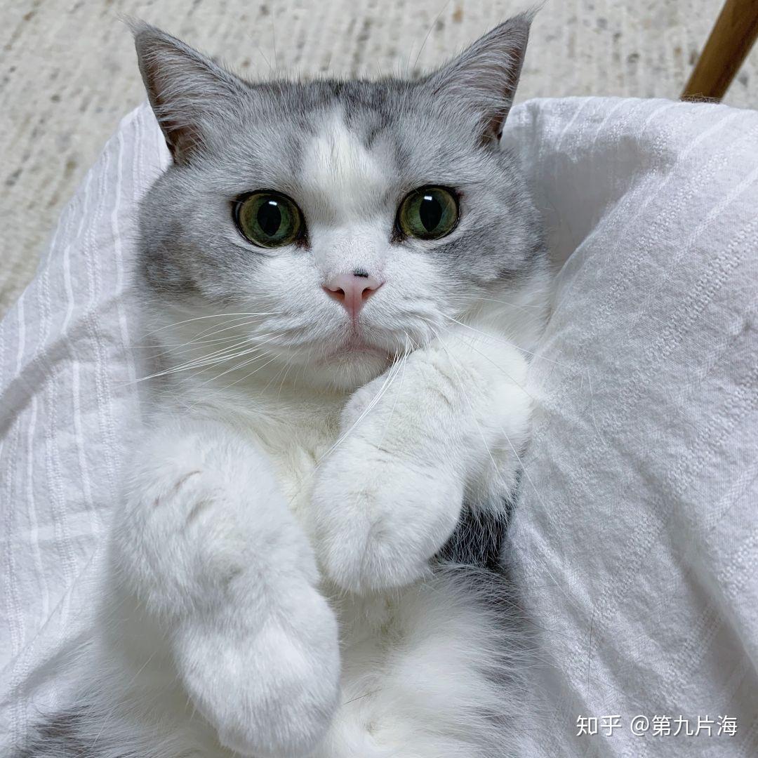 可以分享一下你手机里最可爱的猫咪照片吗