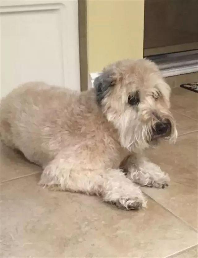 泰迪挑战羊咩咩造型,看完我就笑了!