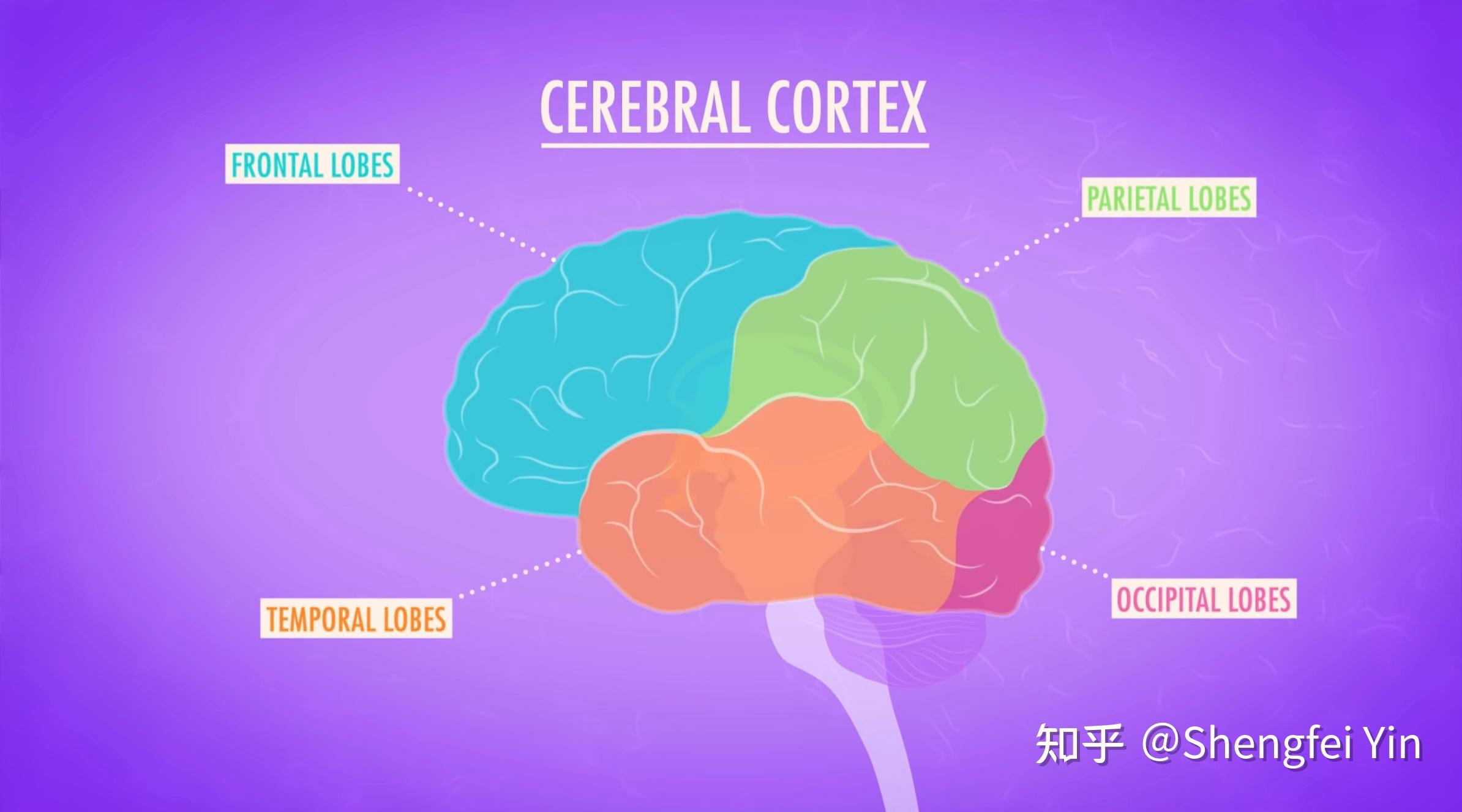 Know Your Brain Crash Course Psychology 4 知乎