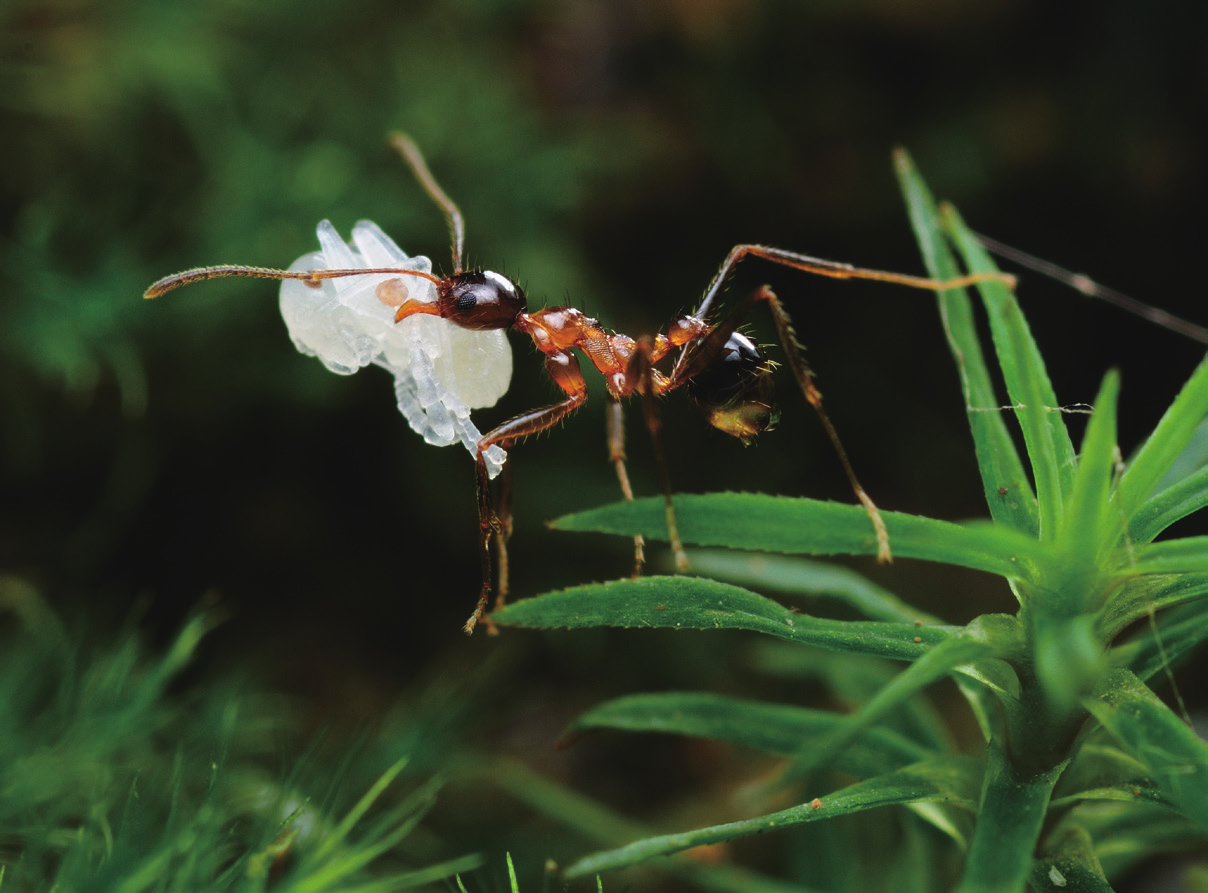 各种蚂蚁特写------大头|摄影|风光摄影|瓜哥微距摄影 - 原创作品 - 站酷 (ZCOOL)