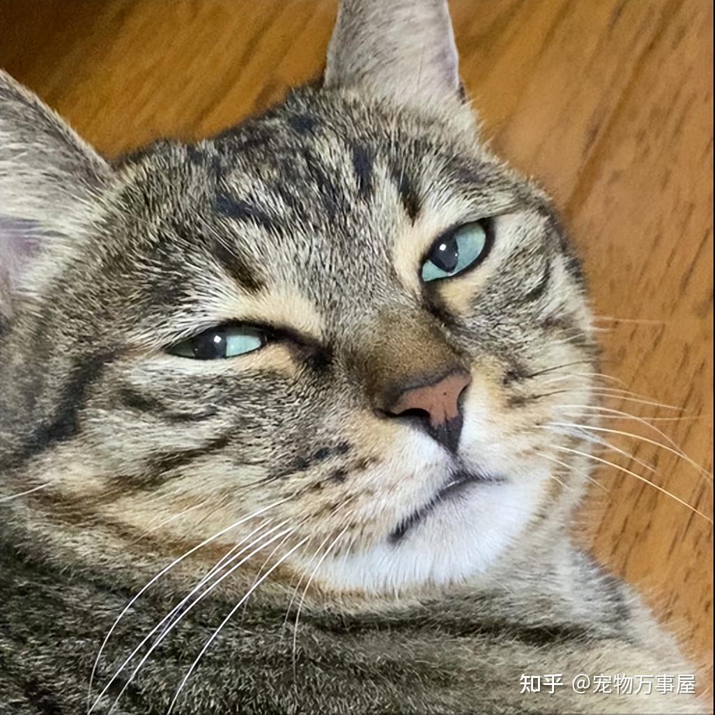 狸花猫爱吃什么猫粮？教你几个挑选窍门！ - 知乎