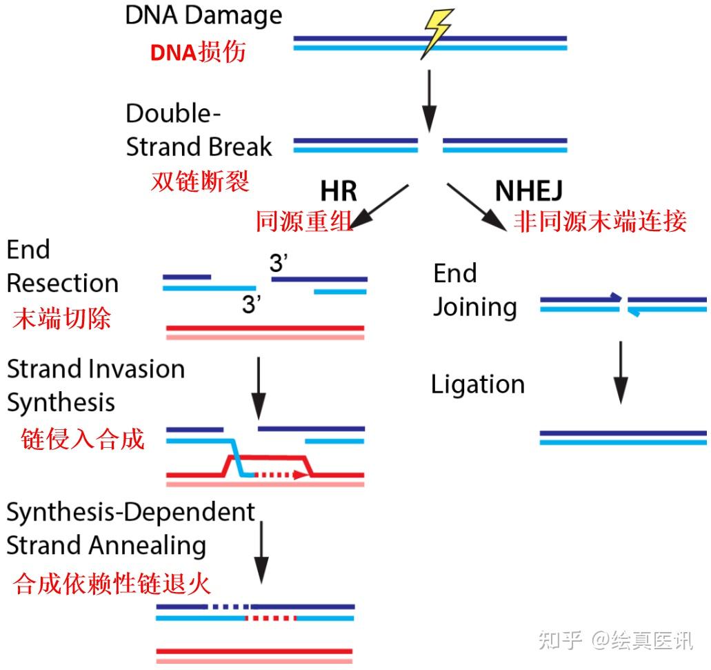 【绘真科普】同源重组修复缺陷(HRD)检测 - 知乎