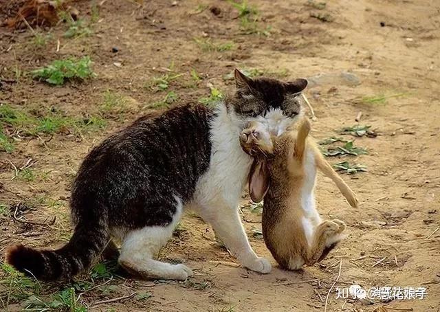猫是怎么抓住兔子的