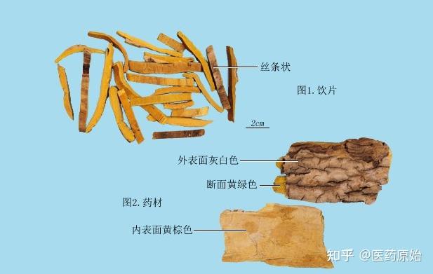 带你识别黄柏 - 知乎