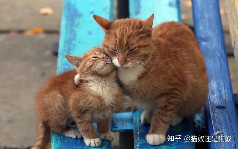 母猫发情时“惨叫”,交配后又满地打滚,其实真相是这样的 - 知乎