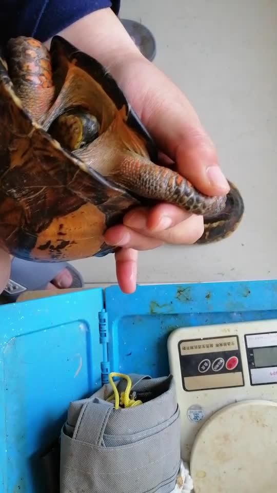 闭壳龟的肌肉注射方法