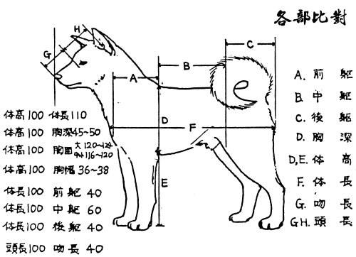 柴犬年龄和身高对照表图片