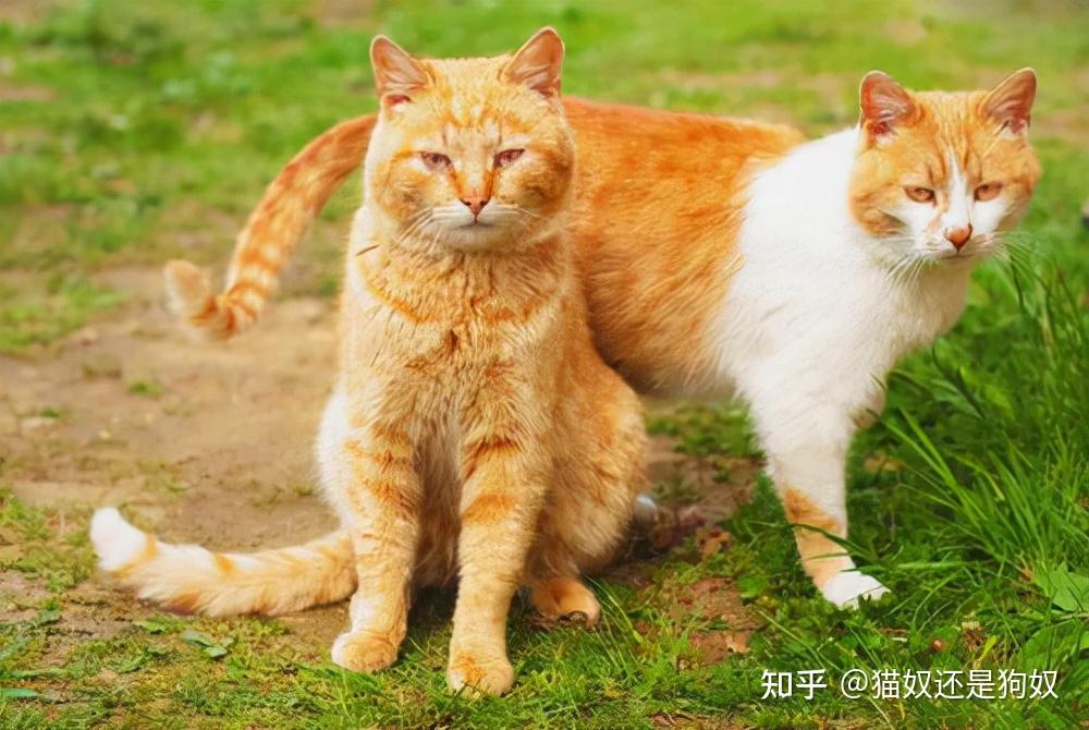 为何猫咪交配结束后,母猫会转头攻击公猫? - 知乎