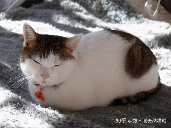 猫咪为什么喜欢“揣手手”？这7个原因很真实了 - 知乎
