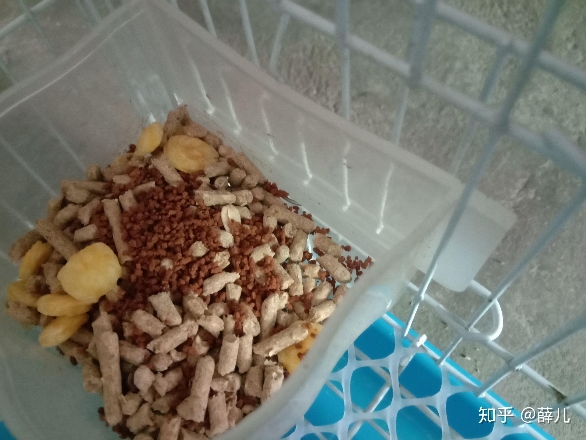 养兔叽是什么感觉?60(617761 16)16