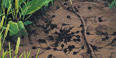 花25万复活的猫跟原来的完全一样吗结果出人意料