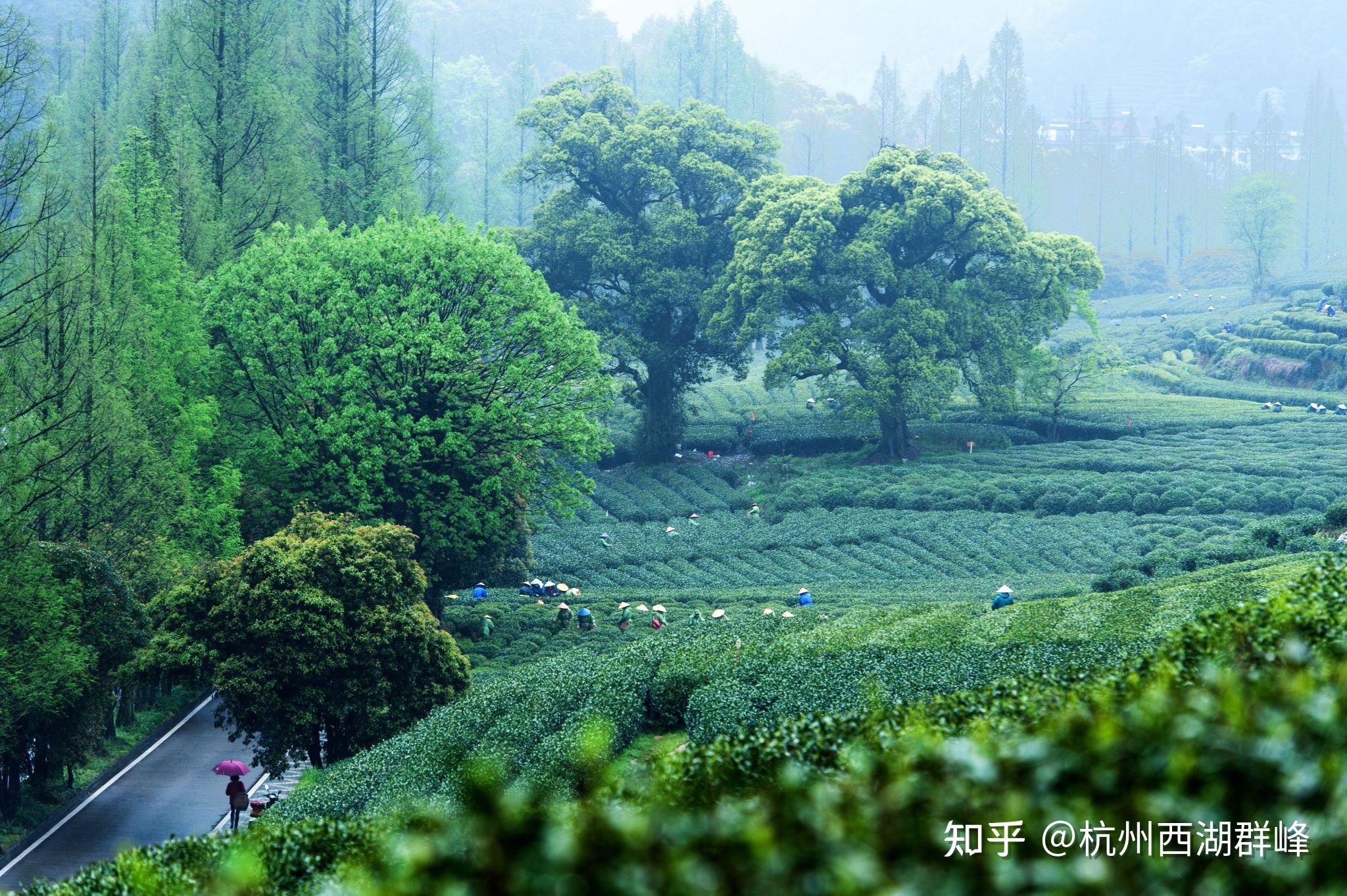 杭州西湖龙井茶园风光