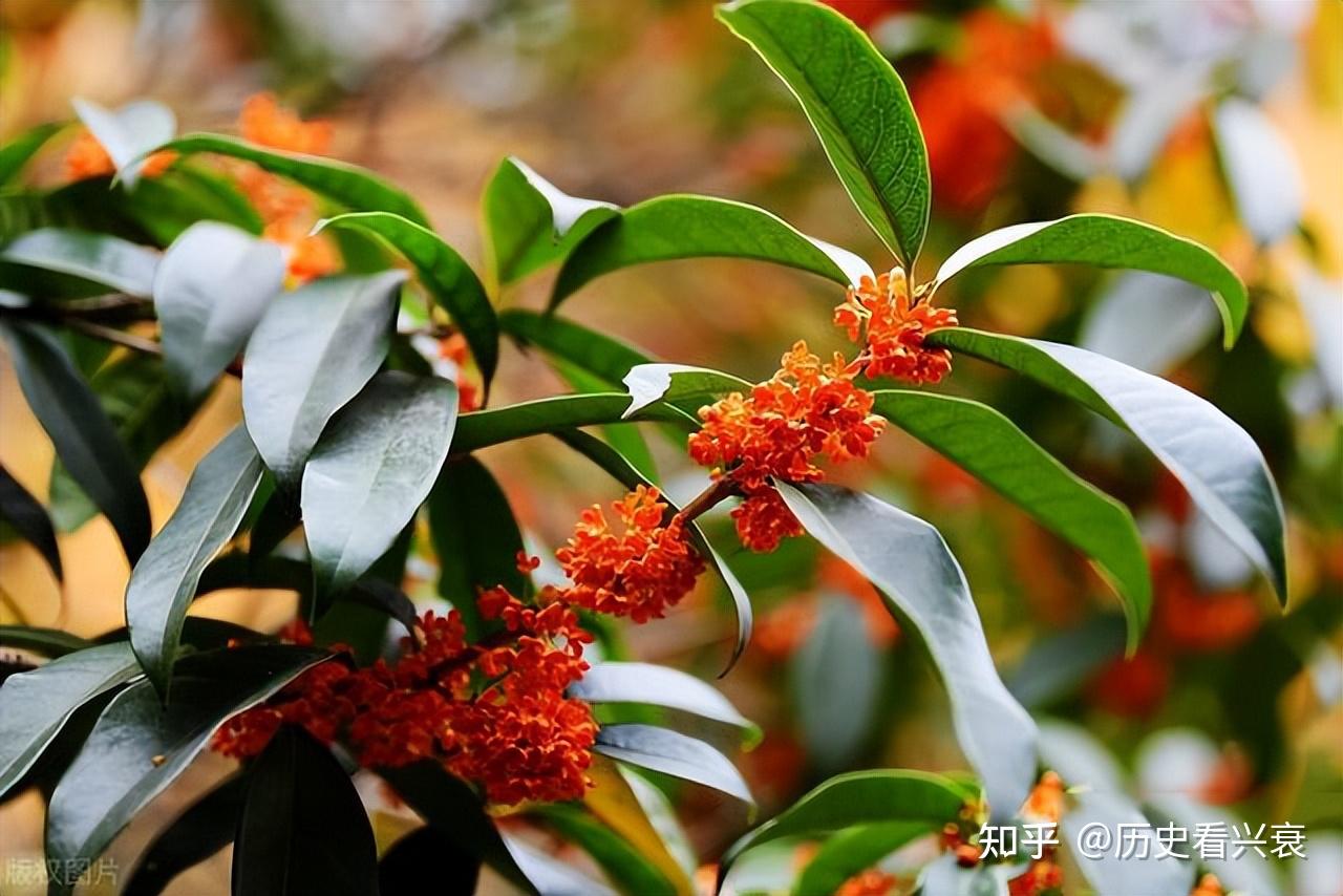 桂花品种哪个好(桂花品种哪个好养)