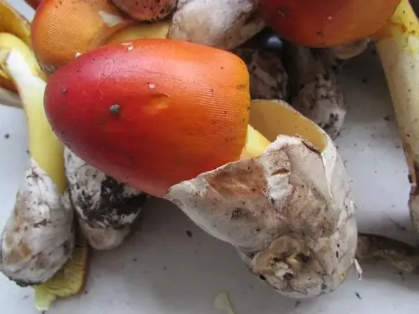 另外我们小时候肯定都被教导过, 颜色越漂亮的蘑菇就越有毒!