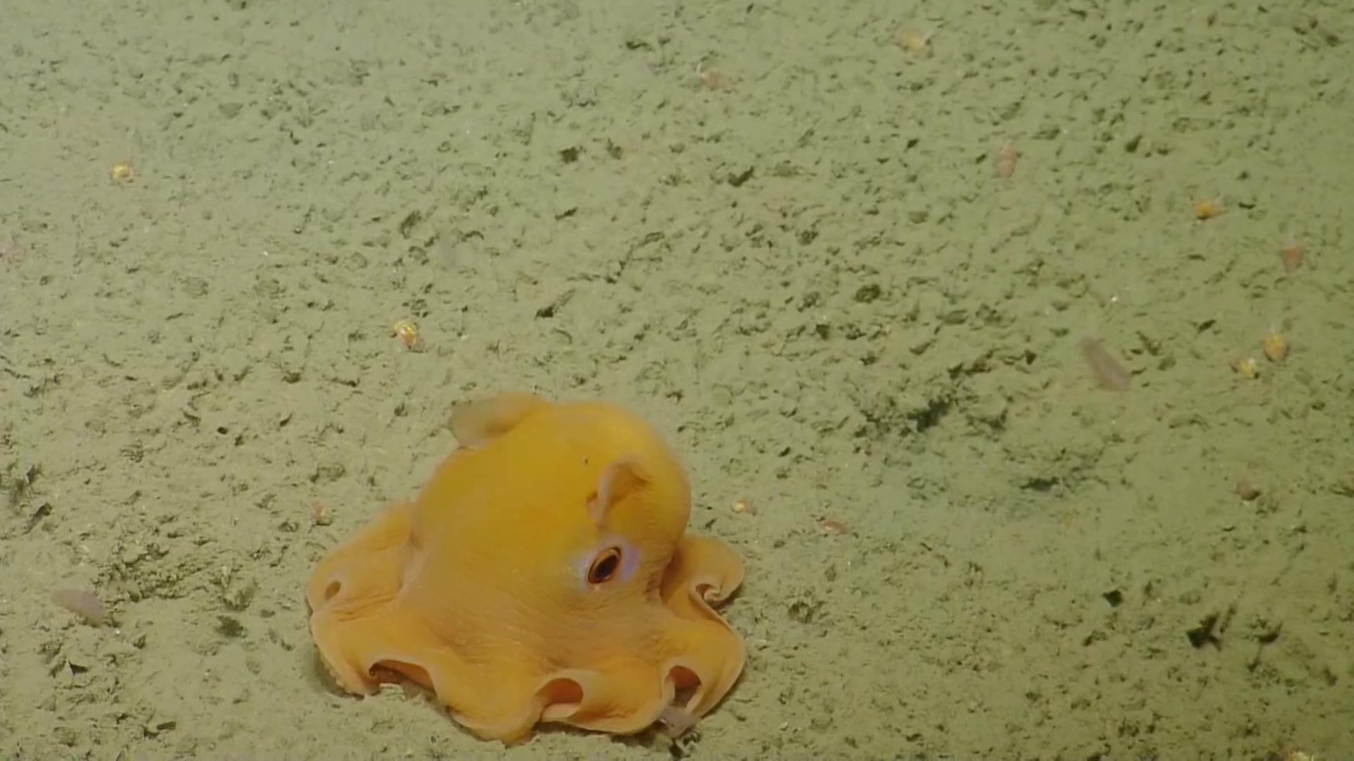 小飞象章鱼《黑衣人》里面出现过的水滴鱼太平洋桶眼鱼(大鳍后肛鱼)海魔