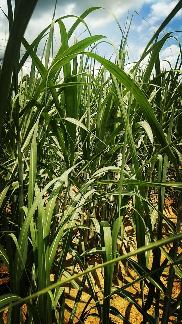 作物应用广西南宁甘蔗蓟马绵蚜螟虫防治作业记录