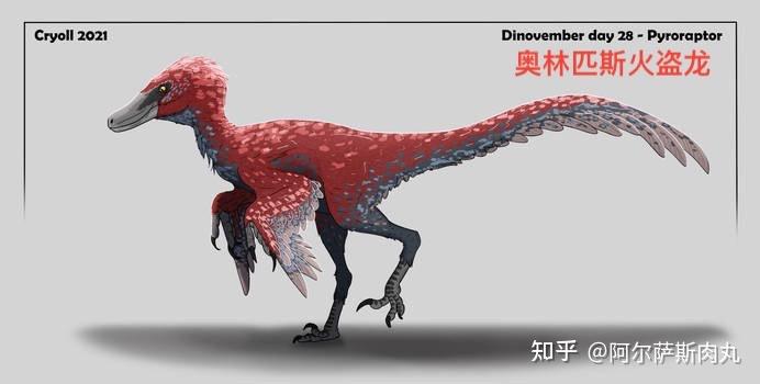 恐龙总目—蜥臀目—兽脚亚目—驰龙科 dromaeosauridae—火盗龙属