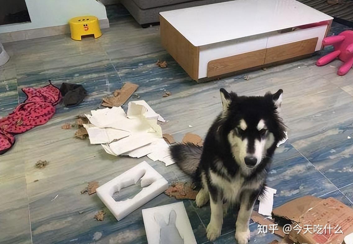 拆家能力值:☆☆☆☆阿拉斯加相比哈士奇,还算是乖巧,起码成年以后就