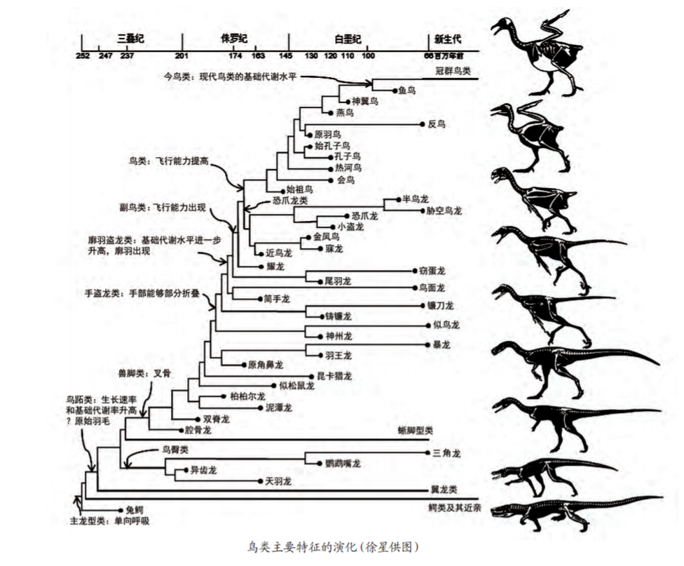 鸟不是恐龙学术风暴中的不和谐音