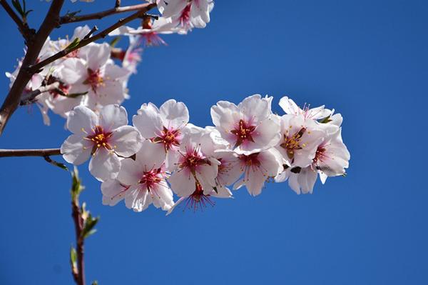 杏花微雨时 惊艳了江南的三月天 知乎