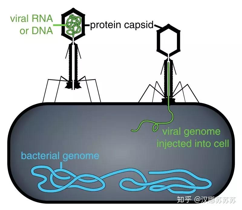 流小说《尤利西斯》致敬3部经典电影:《侏罗纪公园》;《终极细胞战》