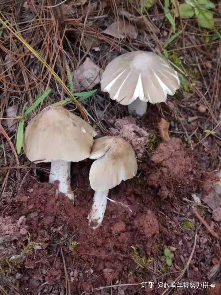它是菌中上品，营养丰富而备受人们的青睐的鸡枞菌 - 知乎